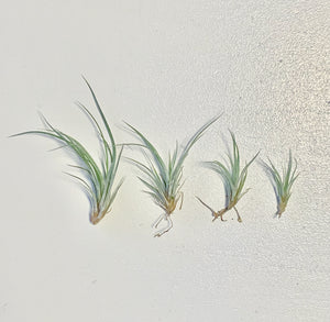 Tillandsia - Pringlei (Wholesale)
