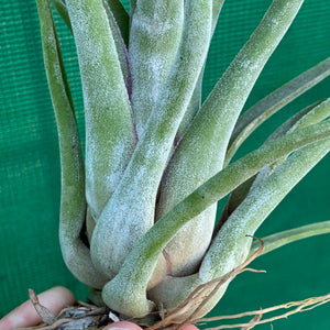 Tillandsia - Jerrang ex. PB