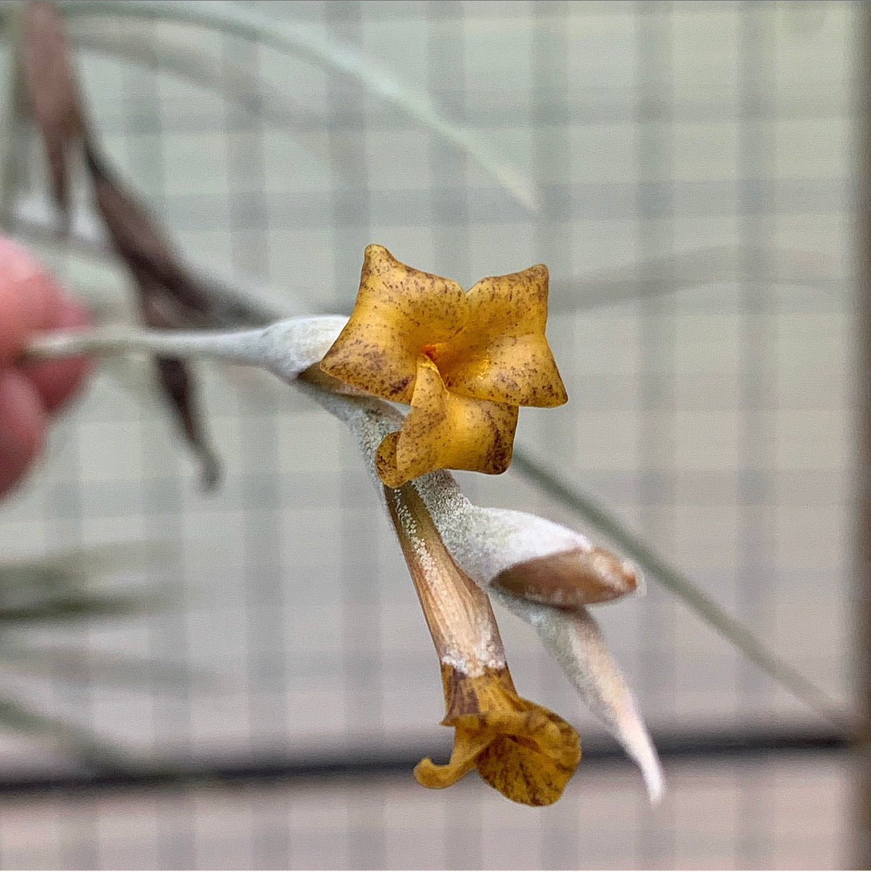 Tillandsia - caliginosa (Fragrant)