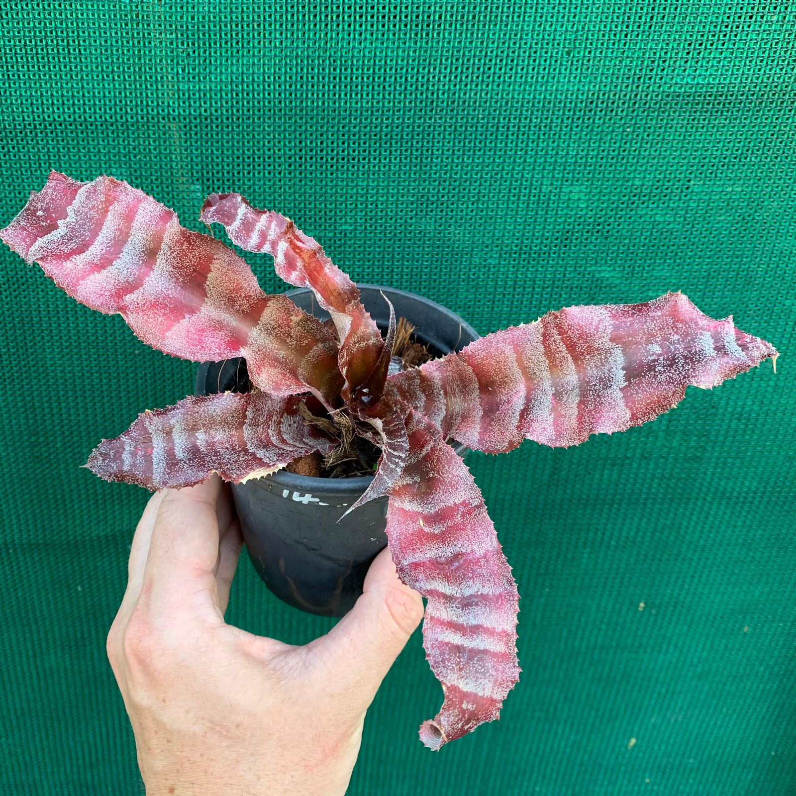 Cryptanthus - Melanie