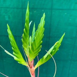 Tillandsia - Rothii