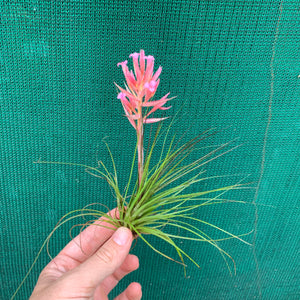 Tillandsia - globosa