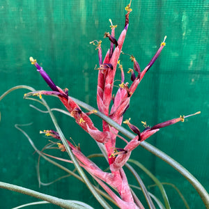 Tillandsia - Crackerjack ex. BG