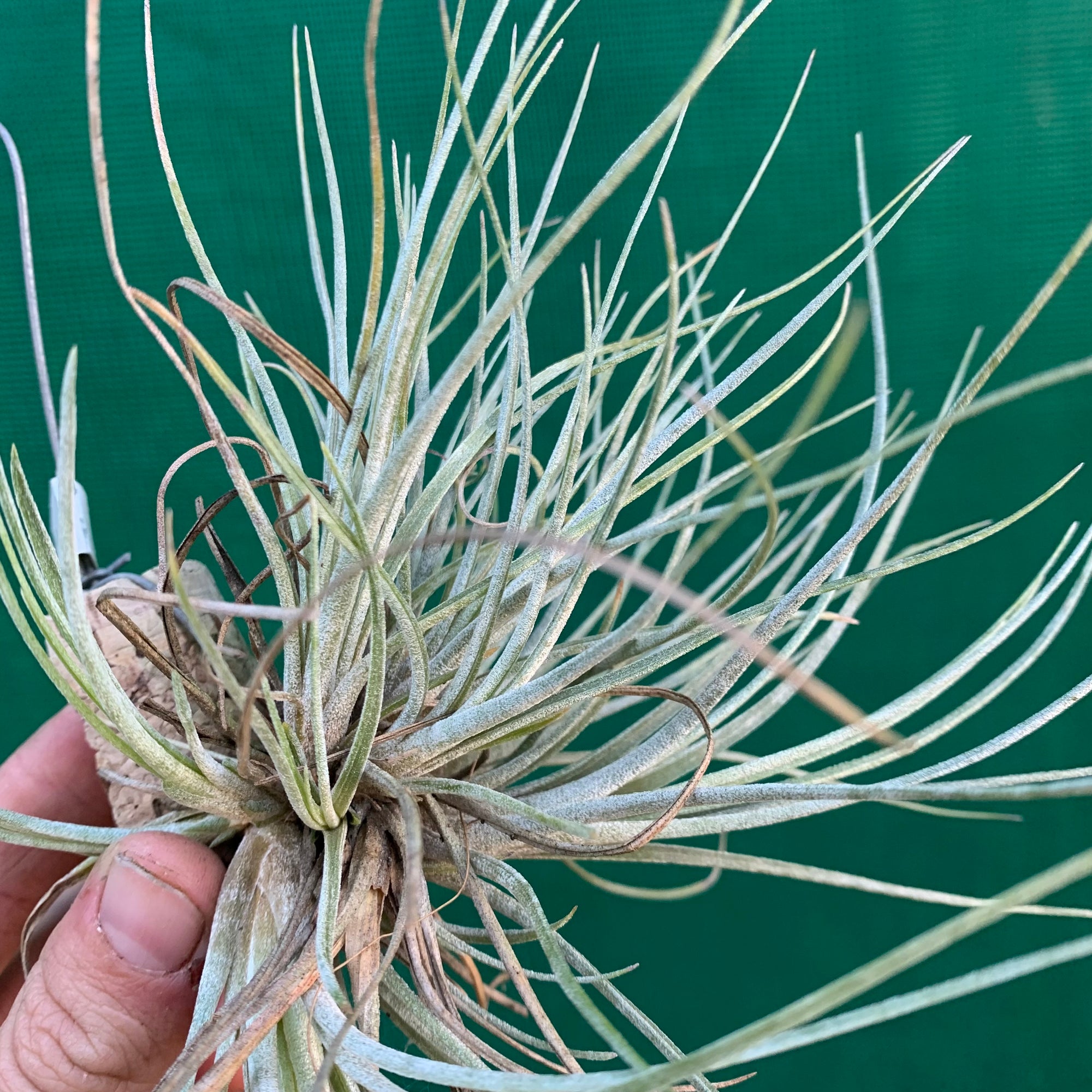 bartram's air plant Tillandsia - bartramii