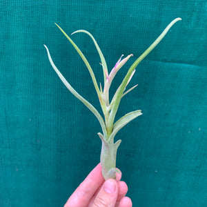 Tillandsia - paucifolia