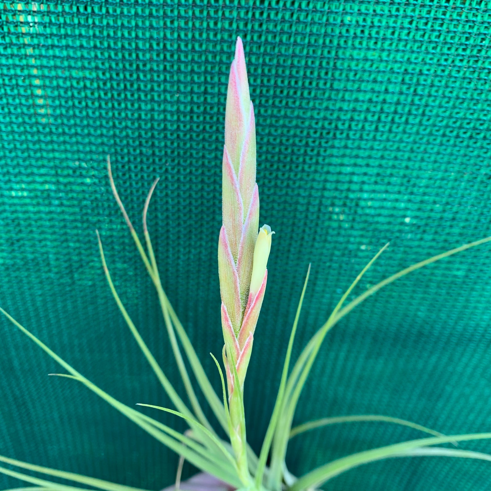 Tillandsia - flavoviolacia ex. CC