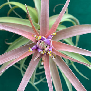 Tillandsia - My Sweet Rose