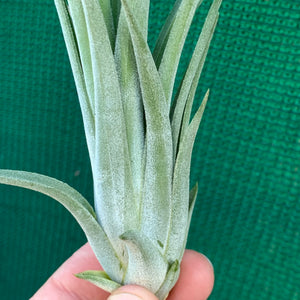 Tillandsia - Yandina NEW