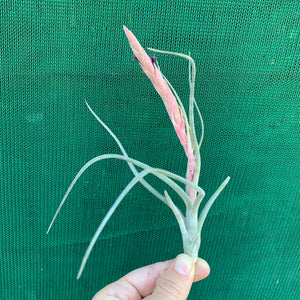 Tillandsia - Arhiza-Juliae X Pruinosa ex. BG