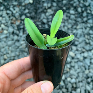 Orchid - Cattleya Alliance Rhyncholaelia (Brassica) glauca