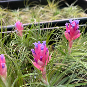 Tillandsia - stricta