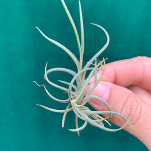 Tillandsia - bandensis (Fragrant)