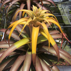 Tillandsia - capitata ‘Marron’ ex. PT