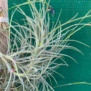 Tillandsia - bandensis ‘Large Form, Blue Flower’ (Fragrant)