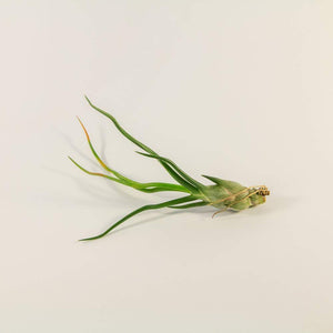 Tillandsia - bulbosa