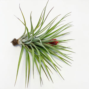 Tillandsia - Hal’s Nidus