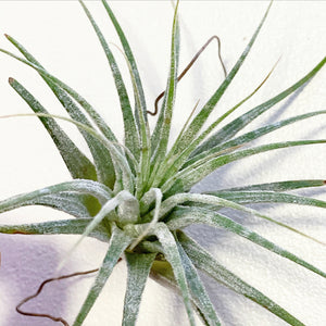 Tillandsia - ionantha ‘Zebrina’