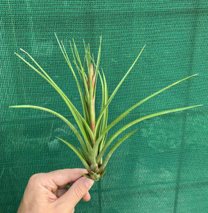 Tillandsia - stricta x fasciculata ex. OM