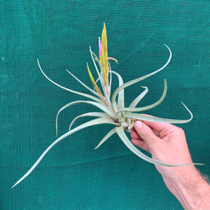 Tillandsia -  Lynnette