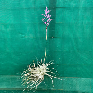 Tillandsia - straminea ex. BD (Fragrant)