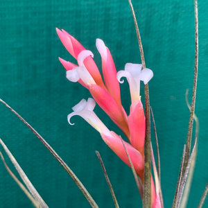Tillandsia - tenuifolia 'Frosted Purple' ex. PT