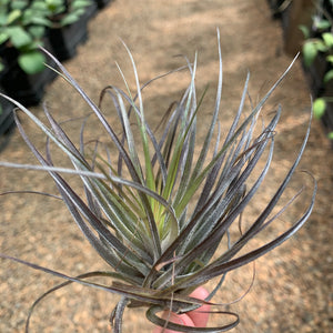 Tillandsia - stricta 'Red'