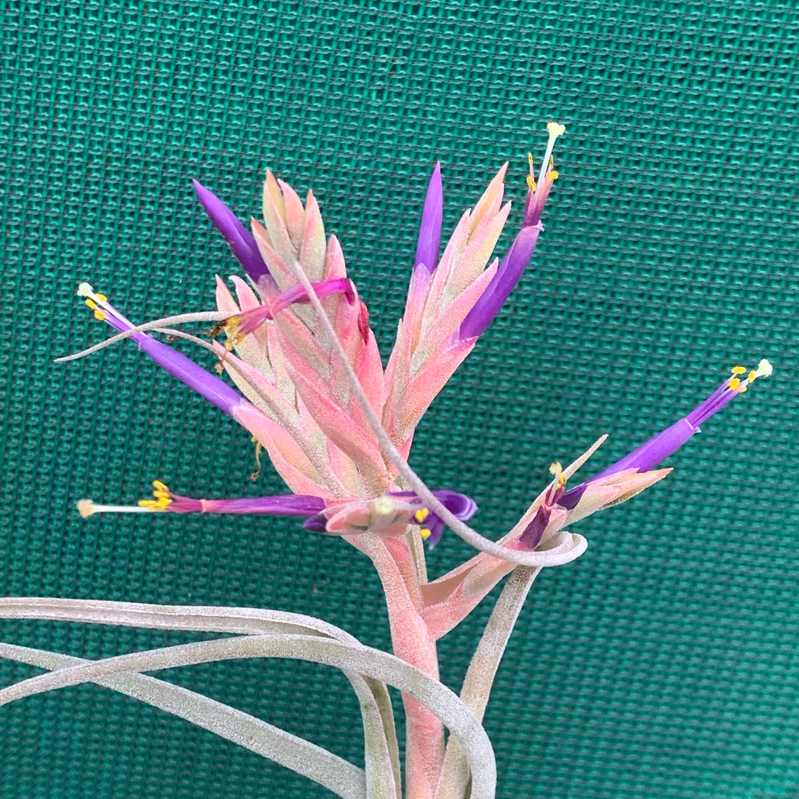 Tillandsia - Tiaro (BG Remake)