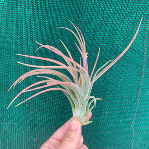 Tillandsia - pruinosa x ionantha ex. PB