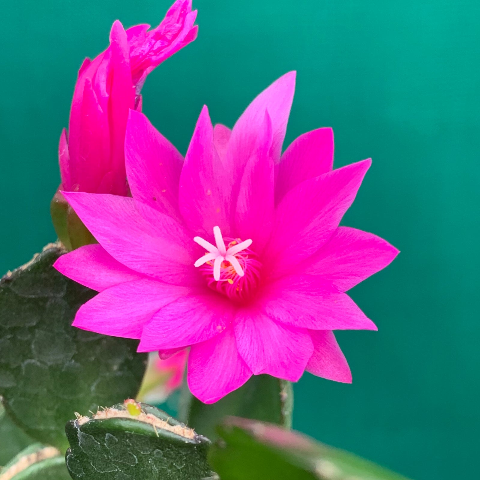 Hatiora Navajo Spirit