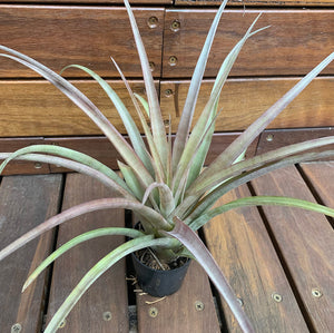 Tillandsia - capitata Yellow x capitata Marron ex. OM