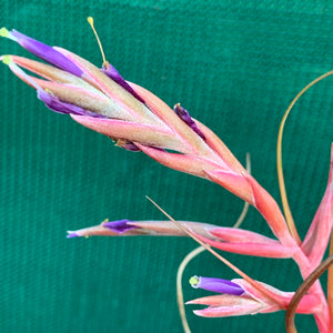Tillandsia - butzii x bulbosa