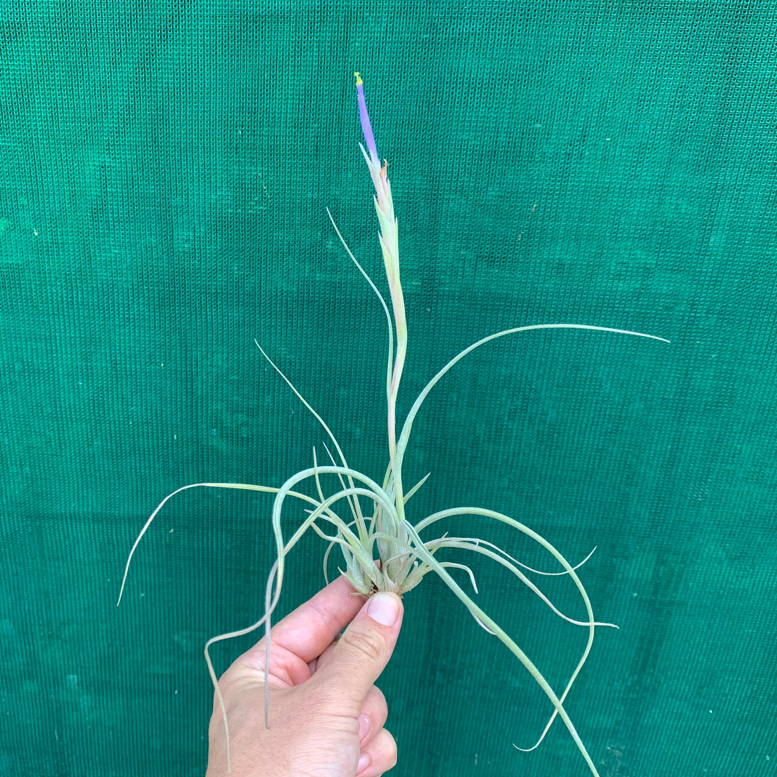 Tillandsia - Halley's Comet