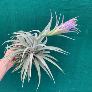 Tillandsia - hondurensis ex. OM