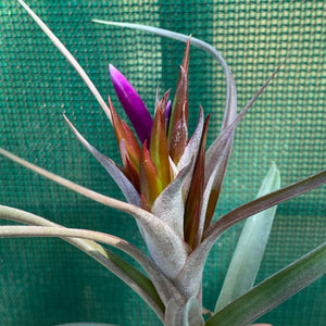 Tillandsia - Jackie Loinaz