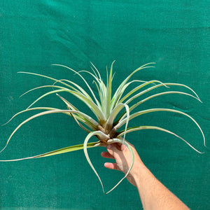 Tillandsia - riohondoensis