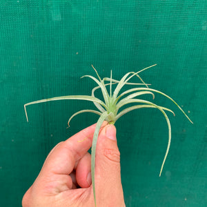 Tillandsia - Pohliana ex. Gruber