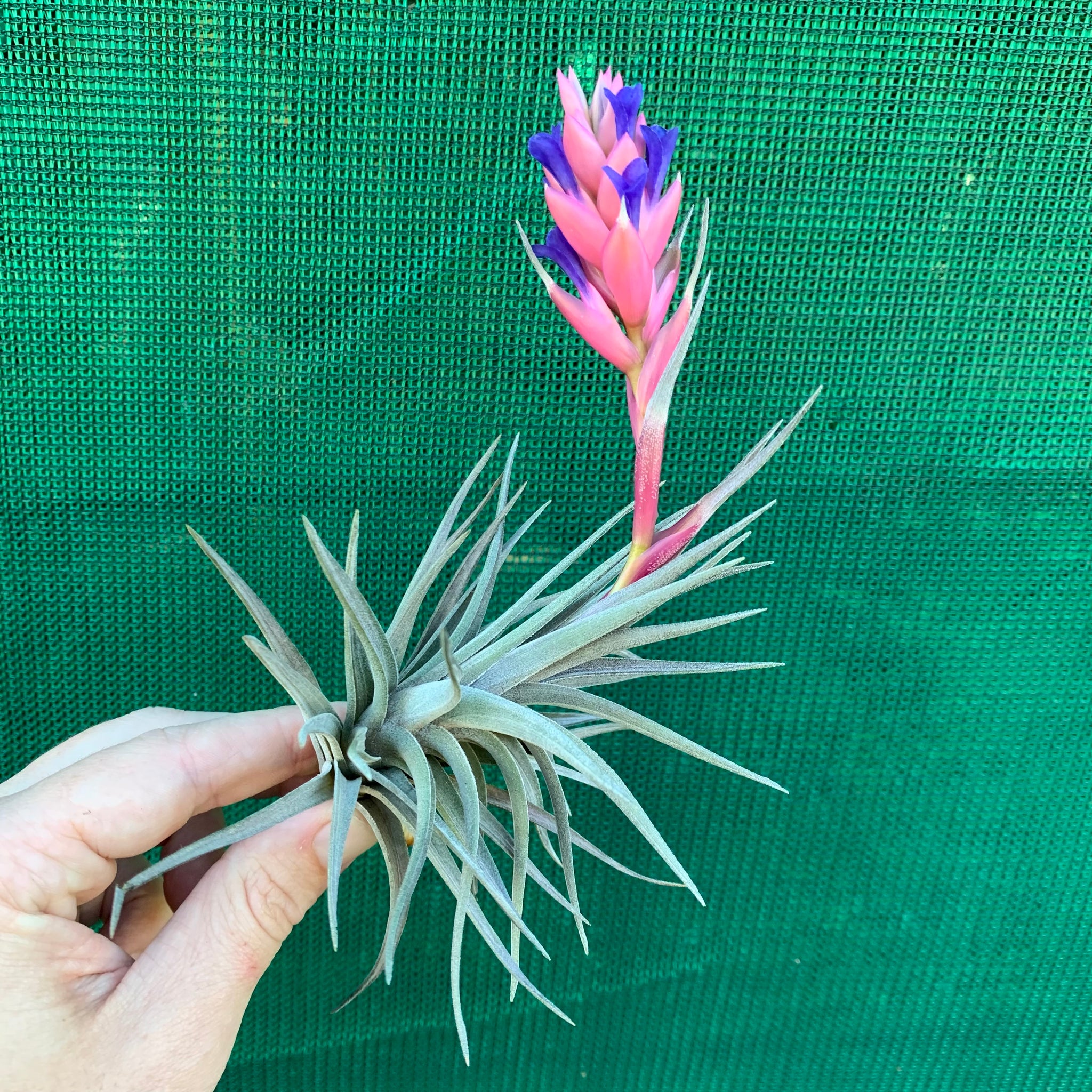 purple flower air plant Tillandsia - Purple Gem