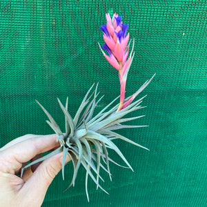 Tillandsia - Purple Gem