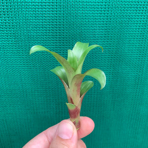 Tillandsia - leiboldiana ‘Red Form’ ex. PT