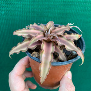 Cryptanthus - Bivittatus