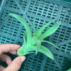 Tillandsia - capitata ‘Marron’ ex. PT