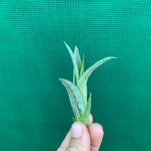 Tillandsia - paucifolia