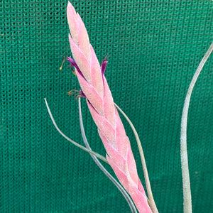Tillandsia - Arhiza-Juliae x Pruinosa ex. BG
