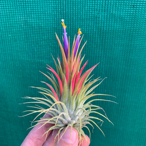 Tillandsia - ionantha ‘APD015’