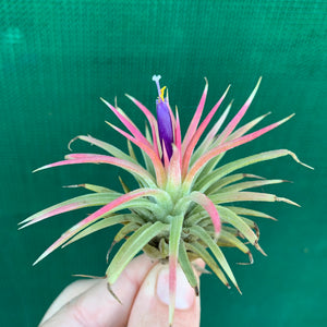 Tillandsia - Ionantha ‘Renate’ (Variegated)