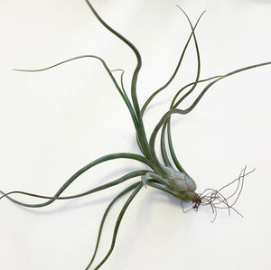 Tillandsia - Pseudobaileyi (Wholesale)