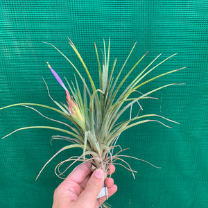 Tillandsia - Boreen ex. GA NEW