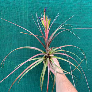 Tillandsia - Widgee ‘Large Form’