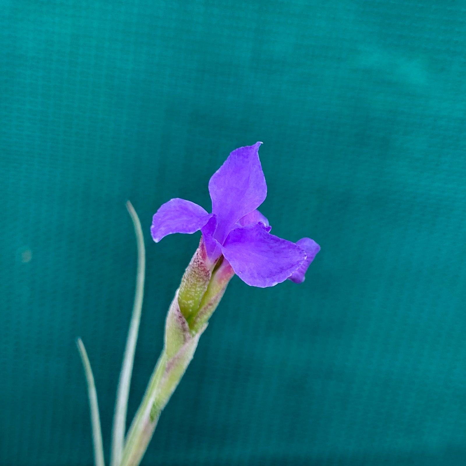 Tillandsia - mallemontii x bergeri ex. BG (Fragrant)