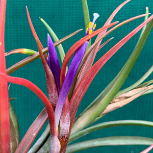 Tillandsia - capitata ‘Grosse Form’